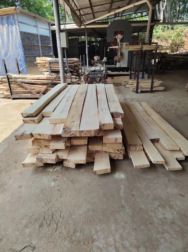 木材加工厂专业收购橡胶树伐木，联系方式公布